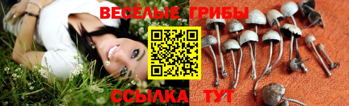 Псилоцибиновые грибы GOLDEN TEACHER  Галлюциногенные грибы GOLDEN TEACHER  Вход с VPN  Елизово 